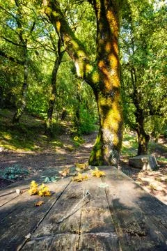 Rustic table for picnic under oak trees Foto stock