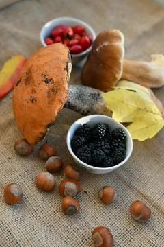 Rustic texture background with wild forest mushrooms and scattered hazelnuts. Stock Photos