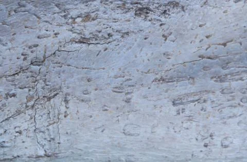 Rustic texture of dry tree bark background Stock Photos