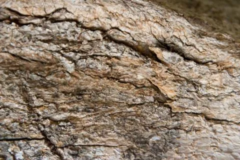 Rustic texture of dry tree bark background Stock Photos