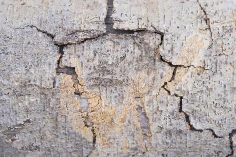 Rustic texture of dry tree bark background Stock Photos