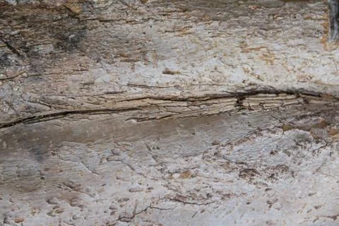 Rustic texture of dry tree bark background Stock Photos