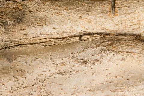 Rustic texture of dry tree bark background Stock Photos