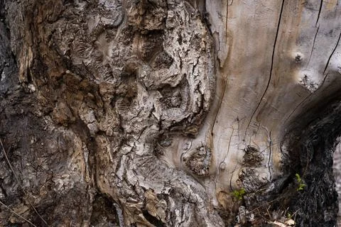 Rustic tree bark texture background Stock Photos