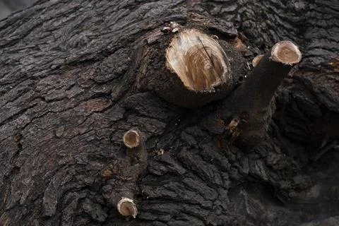 Rustic tree bark texture background Stock Photos