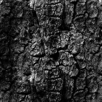 Rustic tree bark texture background. Closeup. Stock Photos