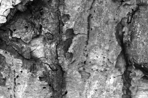 Rustic Tree Bark Texture for Background and Design Elements Stock Photos
