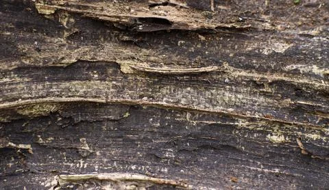 Rustic Tree Bark Texture Background Close Up Stock Photos