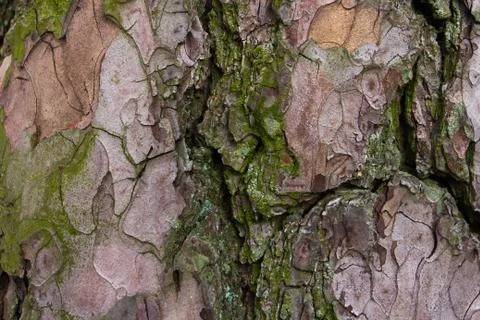 Rustic tree bark texture Stock Photos