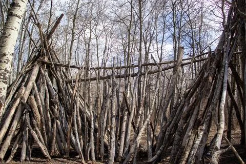 Rustic Tree Branch Structure in Forest Setting Foto stock