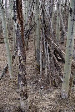 Rustic Tree Branch Structure in Forest Setting Stock Photos
