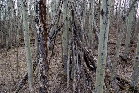 Rustic Tree Branch Structure in Forest Setting Stock Photos