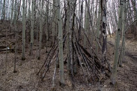 Rustic Tree Branch Structure in Forest Setting Stock Photos