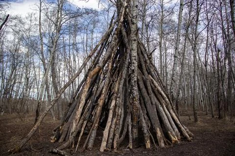 Rustic Tree Branch Structure in Forest Setting Stock Photos