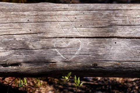 Rustic tree with a heart carved in. Rustic natural wood Stock Photos