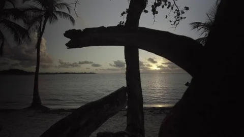 Rustic tree logs and coconut trees along a coast Stock Footage 77804279