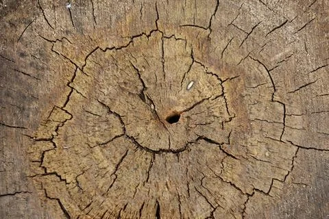 Rustic Tree Ring Pattern for Nature-Inspired Designs and Textures Stock Photos