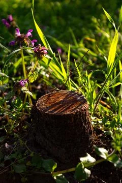 Rustic Tree Stump in the grass, Ideal for nature websites, environmental Stock Photos
