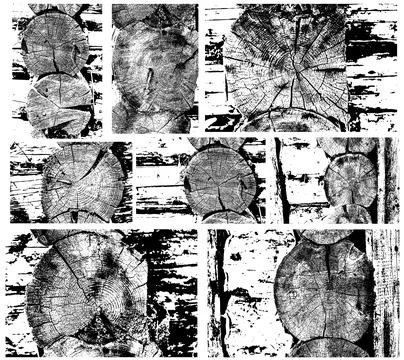 Rustic Tree Trunk Rings Texture Illustrazione stock