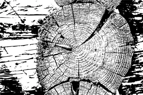 Rustic Tree Trunk Rings Texture Illustrazione stock