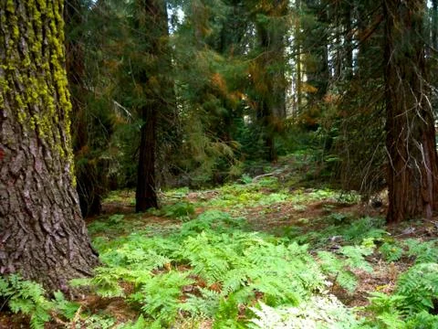 Rustic Trees with Fern Stock Photos