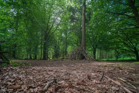 Rustic twig shelter built in a dense green woodland forest clearing Cornwall 库存照片
