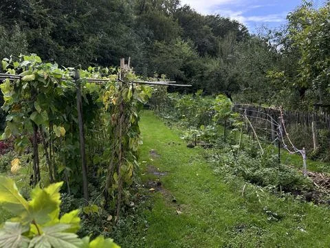 Rustic vegetable garden path lined with climbing bean trellises, dense summer Stock Photos