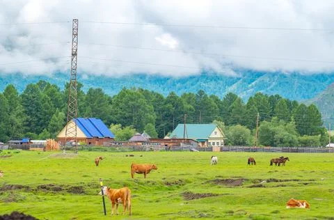 Rustic view, landscape with animals, cows, horses Stock Photos