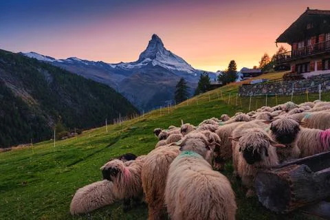 Rustic view of Sunset over Matterhorn mountain with flock of sheep on hill .. Stock Photos