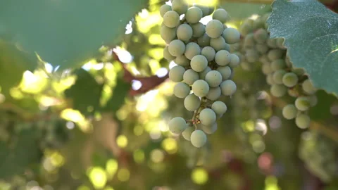 Rustic vineyard in sunlight, ripe grape bunches with leaves hanging on branches Stock Footage 211401046