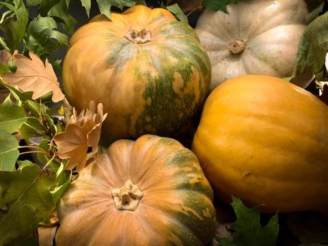 Rustic vintage background with close up pumpkins. Autumn concept Stock Photos