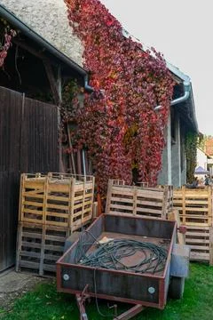 Rustic wagon with autumn decorations outside farm, surrounded by red vine Stock Photos