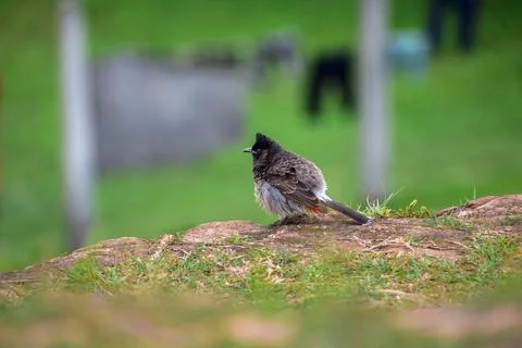 Rustic Wall Bulbul Portrait Stock Photos