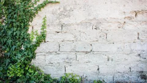 Rustic wall with exposed bricks half covered by Common Ivy. Also known as Hedera Stock Photos