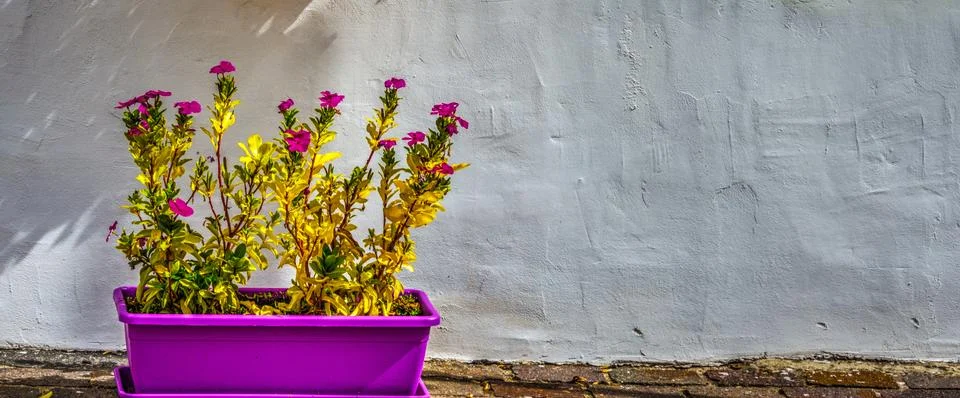 Rustic wall with flower pots Fotos de archivo