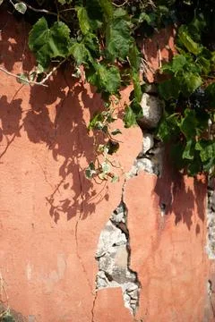 Rustic Wall with Vine and Shadow Stock Photos