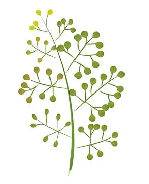 Rustic watercolor twig Stock Illustration