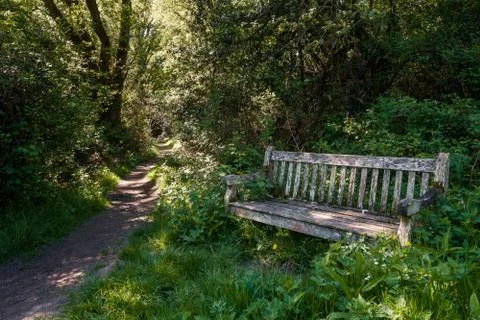 Rustic weathered bench in the woods on a summers day Stock Photos