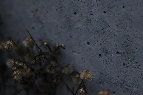 Rustic Weeds Stock Photos