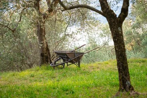 Rustic wheelbarrow resting among olive trees in sunlit countryside grove. Stock Photos