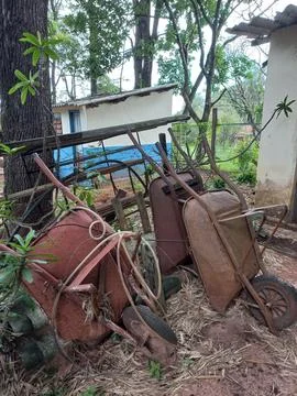 Rustic wheelbarrows in overgrown yard Foto stock