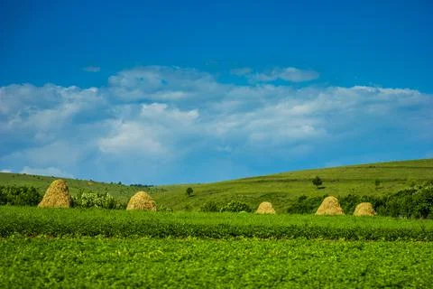 Rustic whey bales on a green field Stock Photos