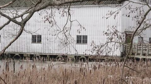 Rustic White Barn Amidst Withered Reeds and Bare Branches Stock Footage 271198720