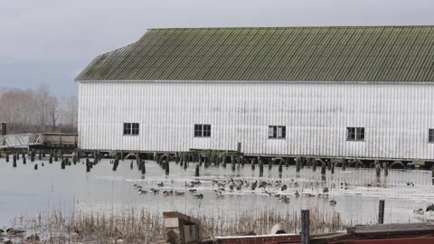 Rustic White Barn Overlooking Waterfowl on Tranquil Lake Stock Footage 271199170