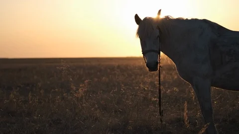 A rustic white horse stands in the midst of a boundless field at sunset Stock Footage 115904728