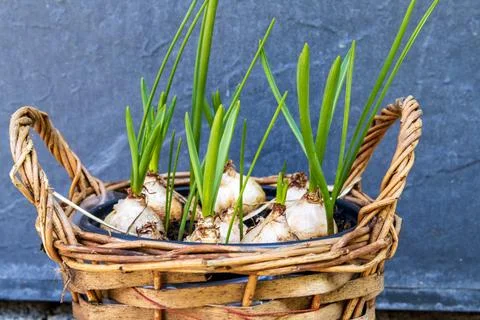A rustic wicker basket filled with sprouting flower bulbs, placed against a.. Stock Photos