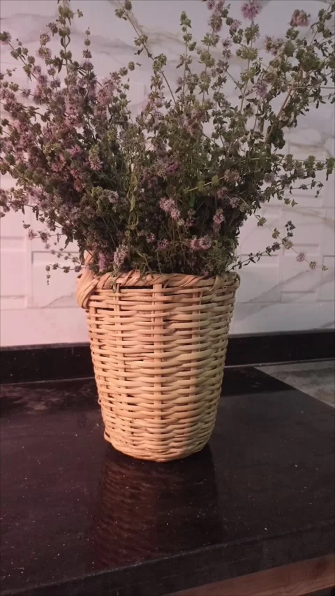Rustic Wicker Basket with Fresh Wild Pennyroyal Mint Stock Footage 337729701