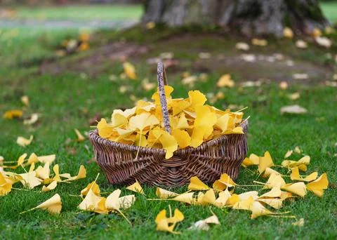 Rustic wicker basket full of yellow ginkgo tree leaves in the autumn garden. Stock Photos