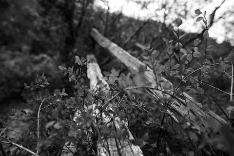 Rustic WIld Fence Foto stock