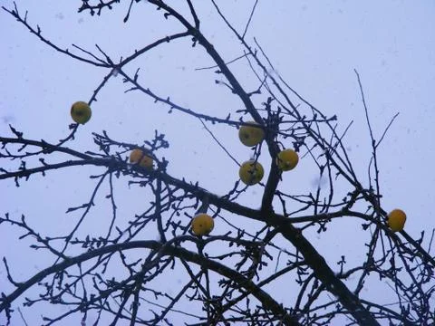 Rustic winter apples tree. Outdoor autumn apples concept. Stock Photos